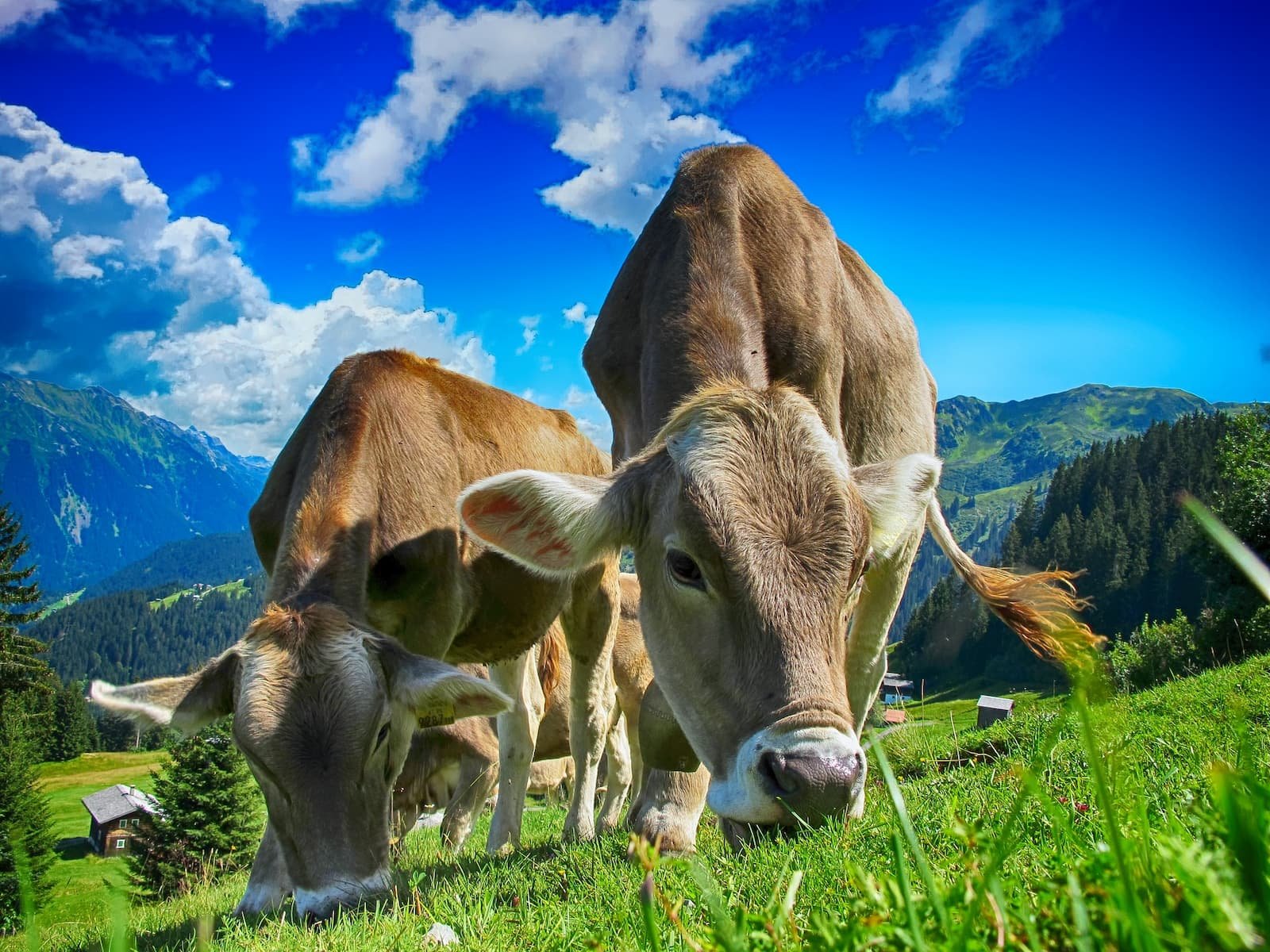 Cuál es el mejor alimento para el ganado