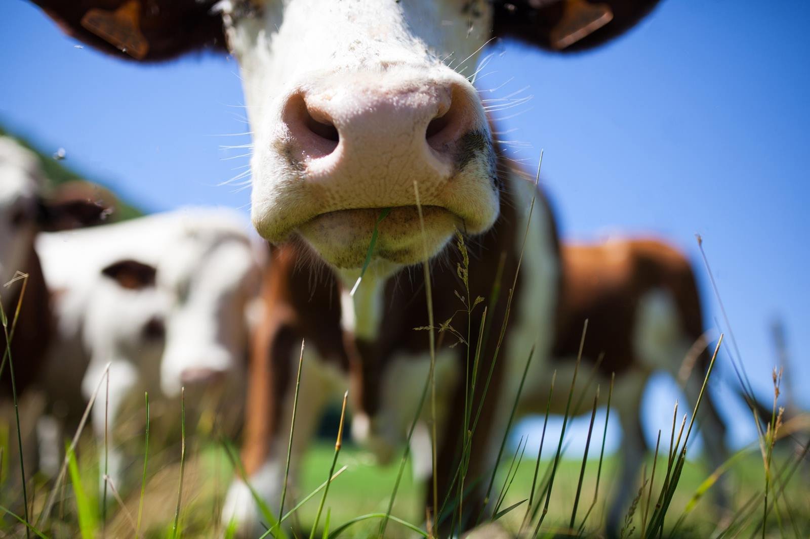 ¿Cuánta es la cantidad de sal que debe consumir una vaca?