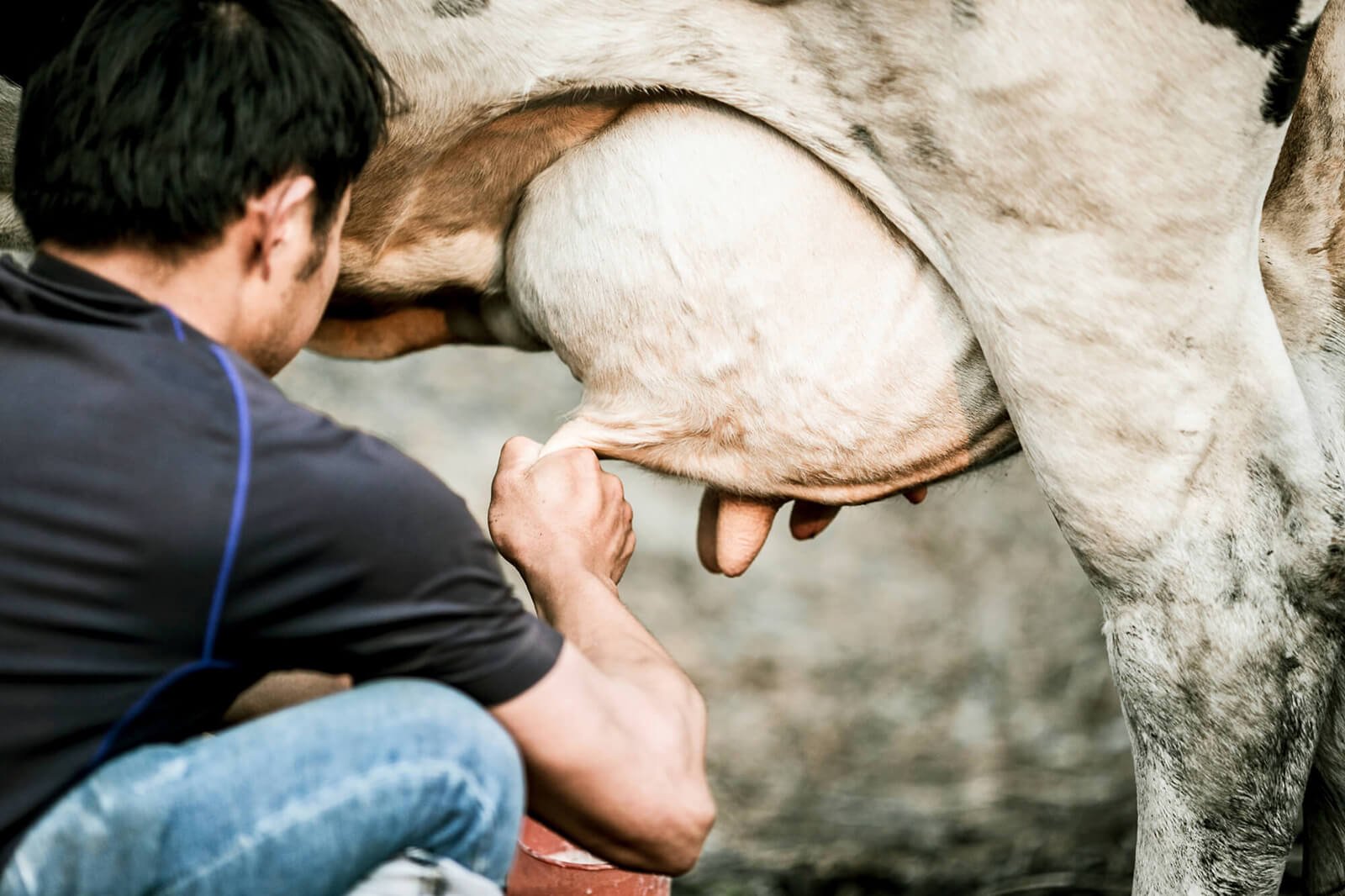 ¿Cuáles son los mejores nutrientes para el ganado lechero?